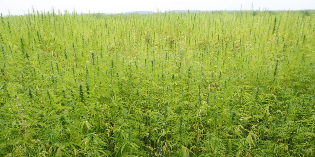hemp field